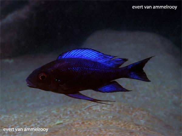 Cunningtonia longiventralis 'Isanga Bay'